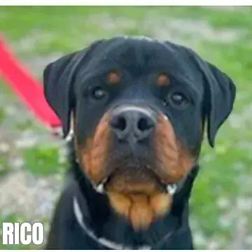 Rico 2