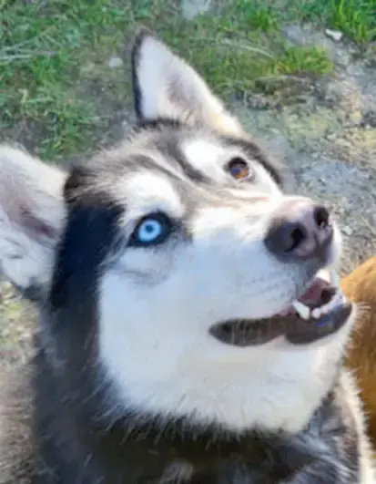 Maya