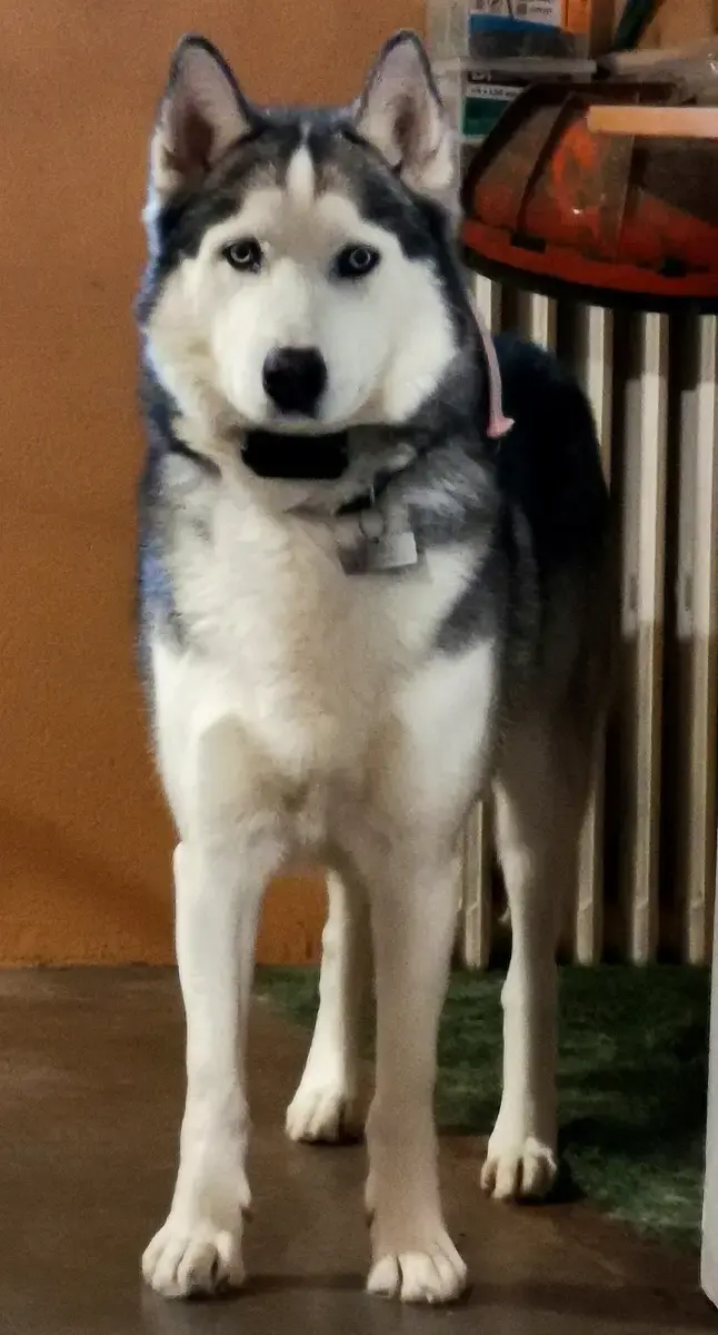 Naska