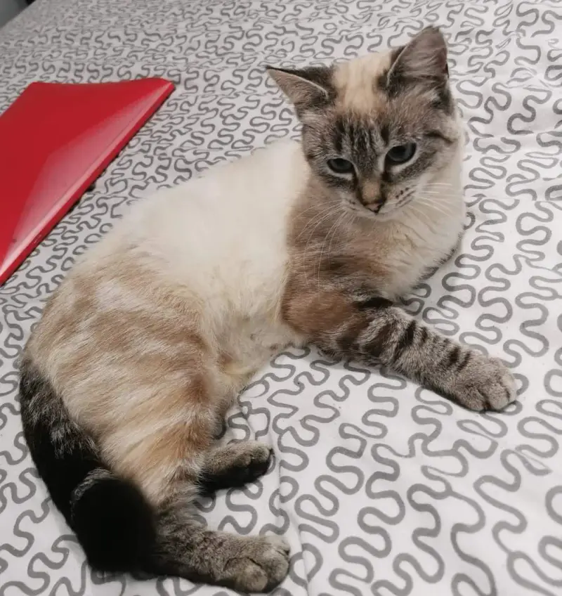 Taina