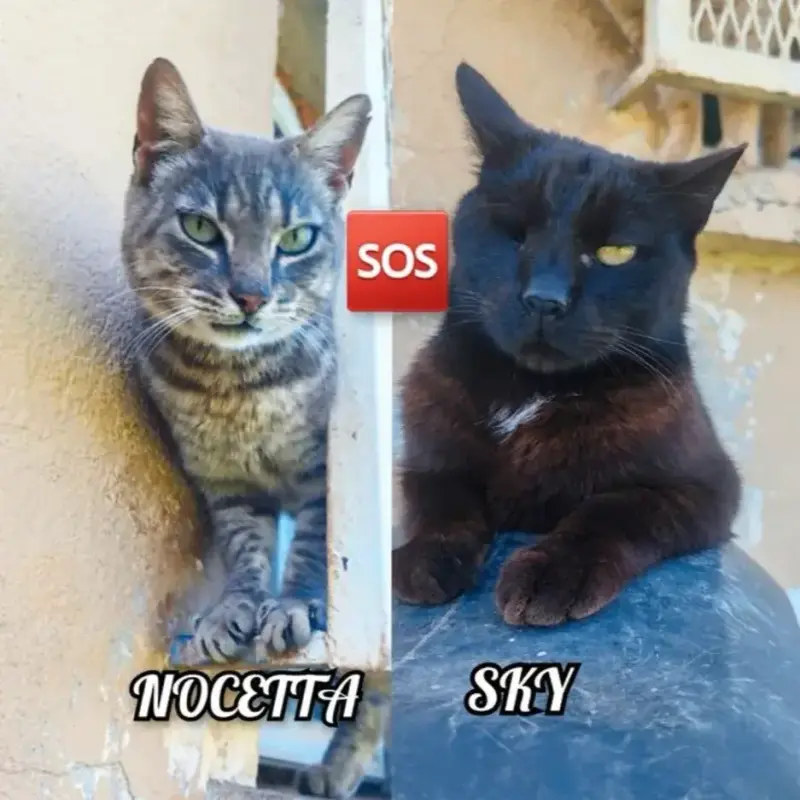 Nocetta & Sky