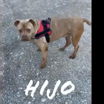 Hijo