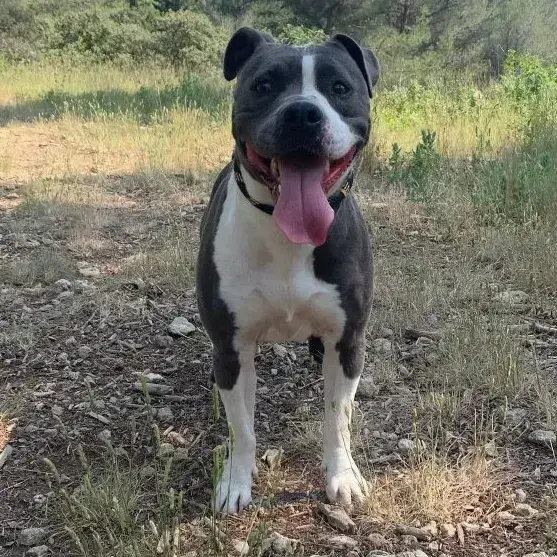 Laya
