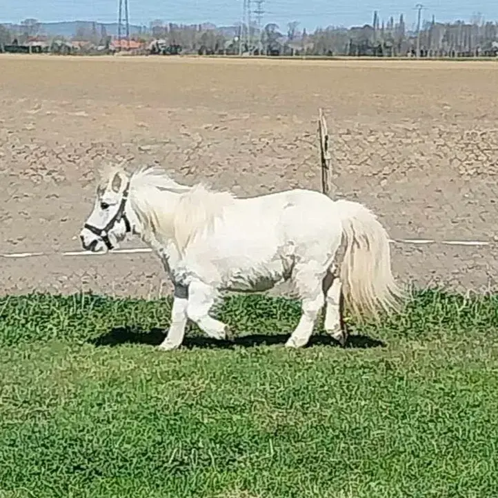 Casper