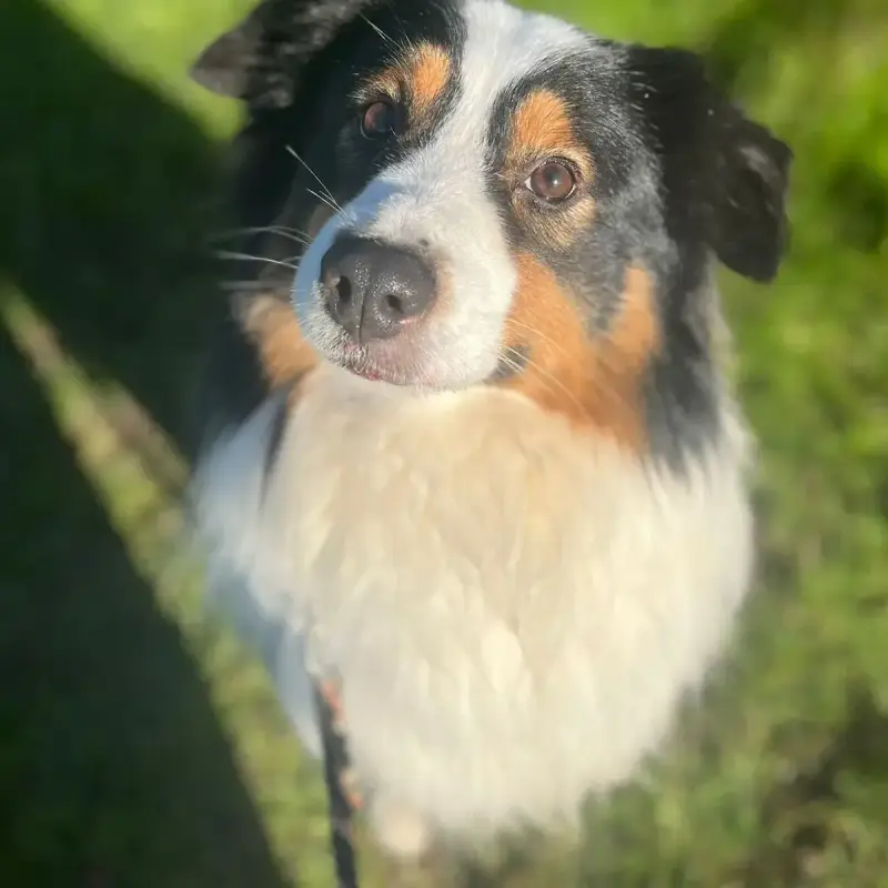Oscar