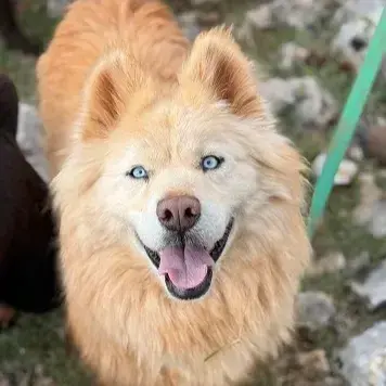 Aspen