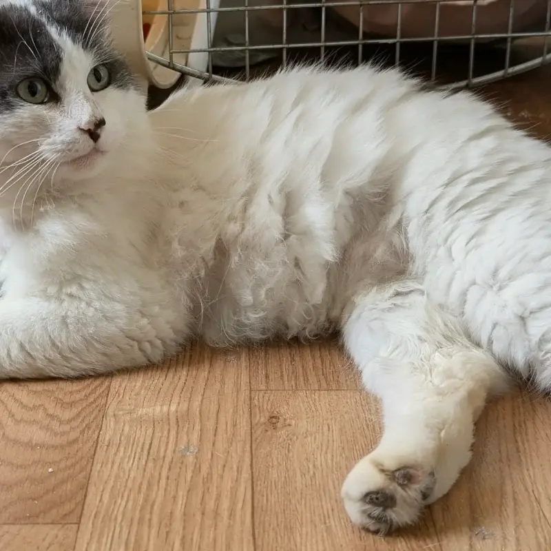 Mimi