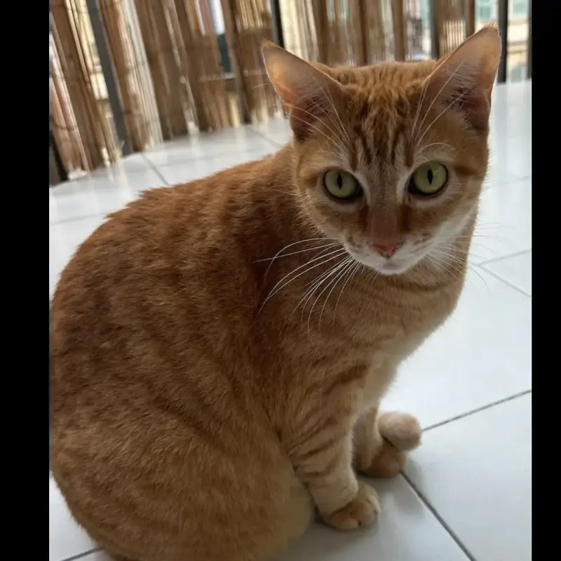 Roméo