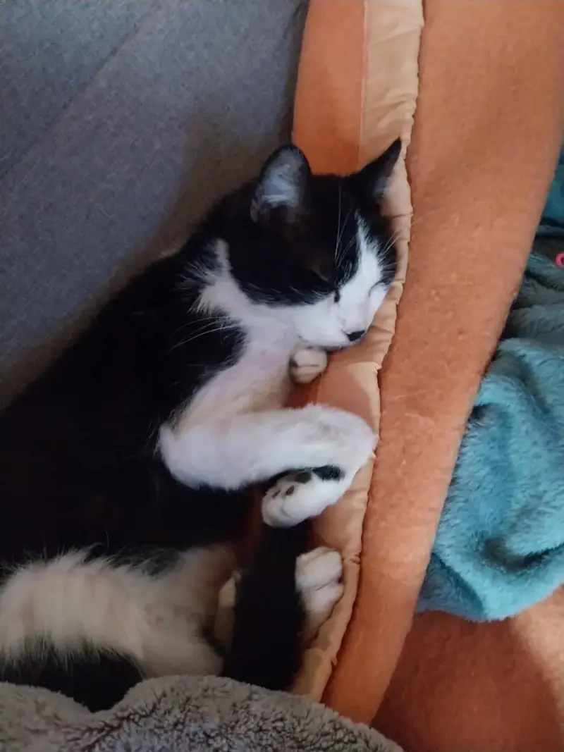 Pixel
