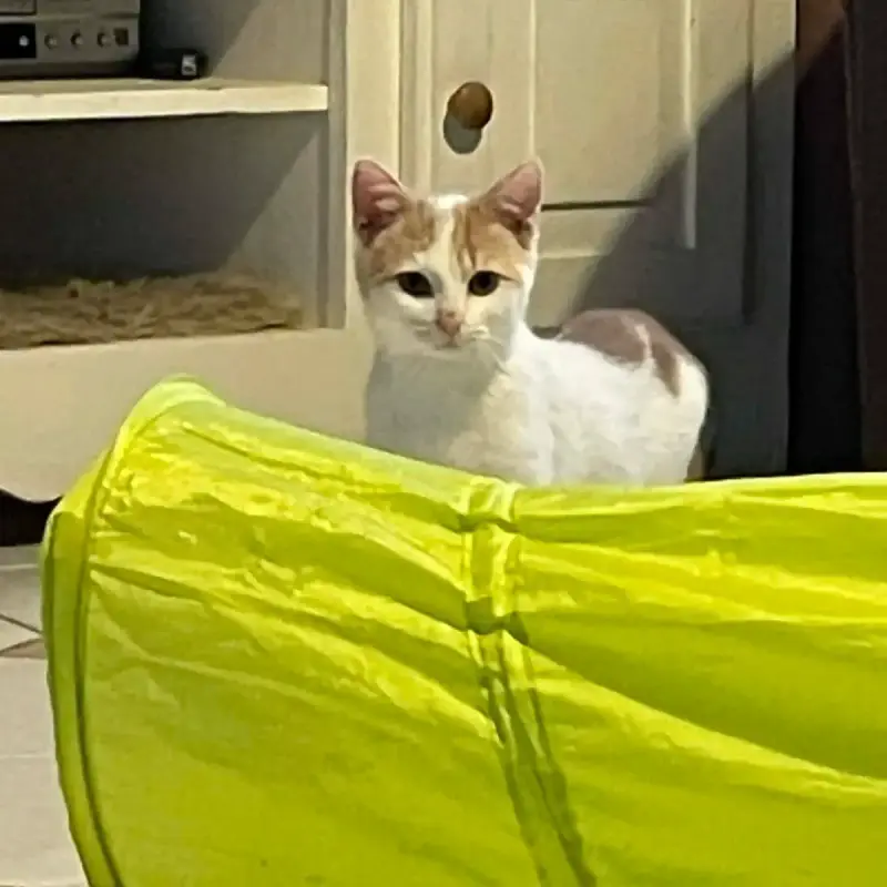 Caramel