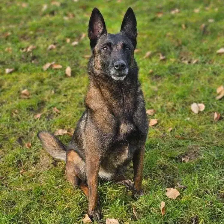 Leika