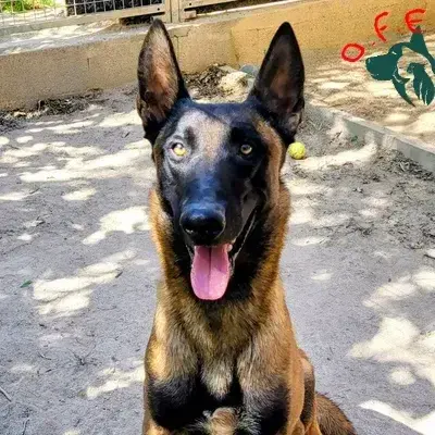 Rambo