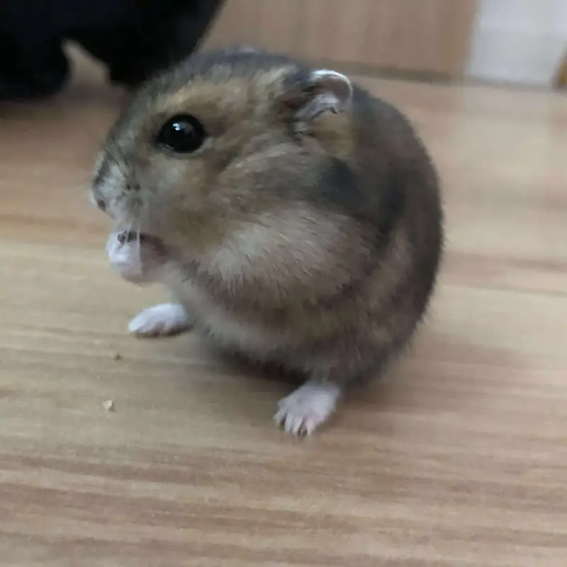 Alvin