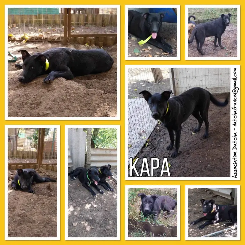 Kapa