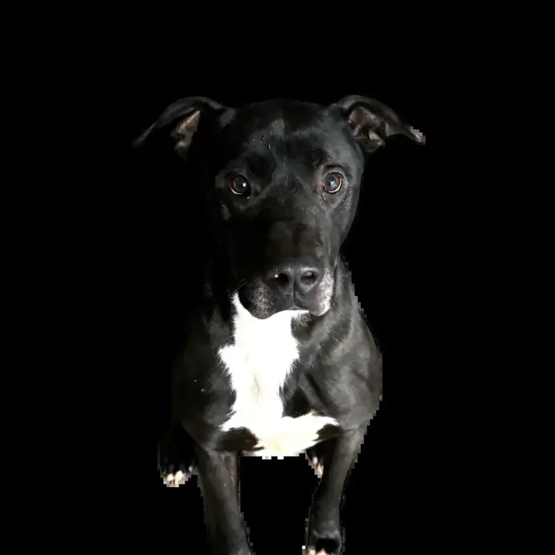 Booba