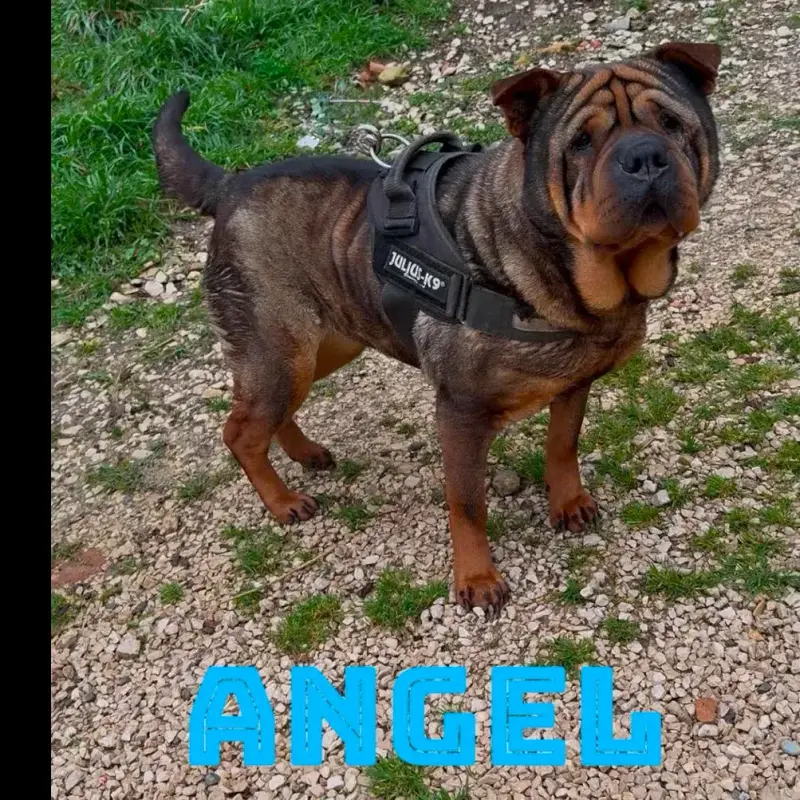 Angel