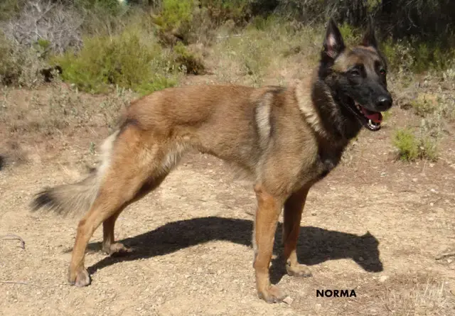 Norma