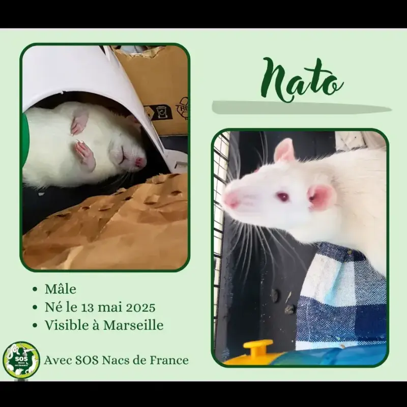 Nato
