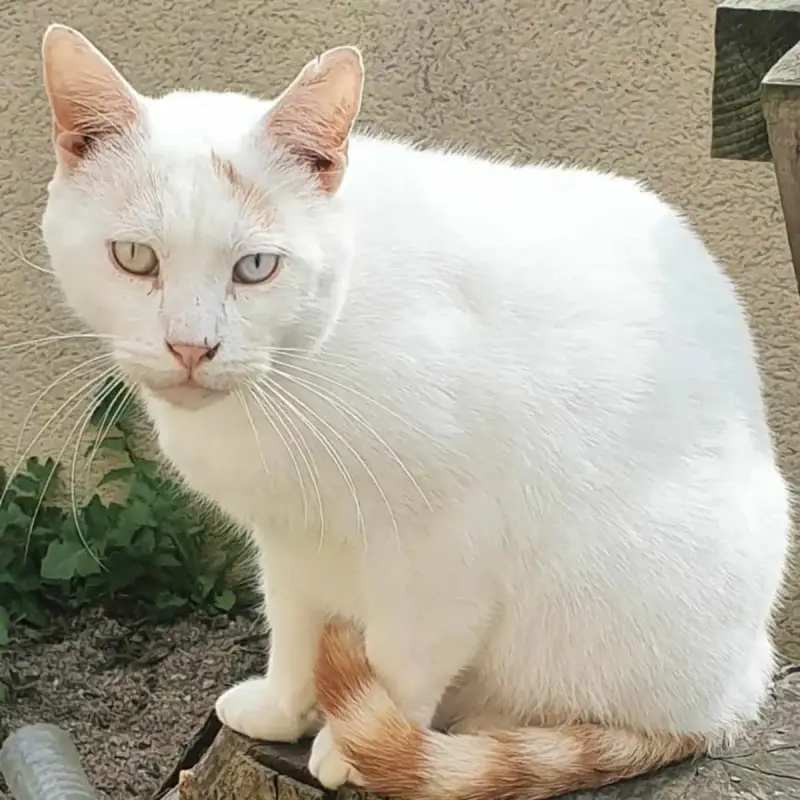 Léonardo