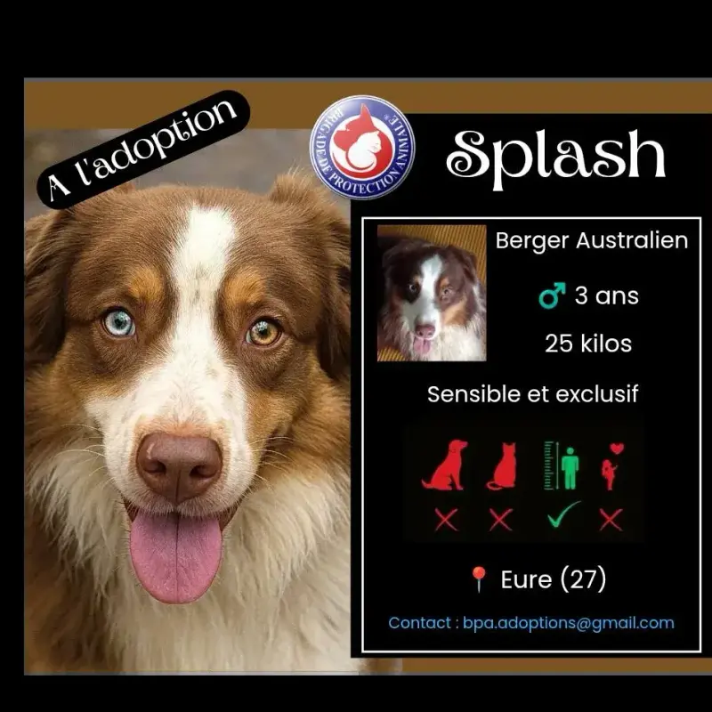 Splash
