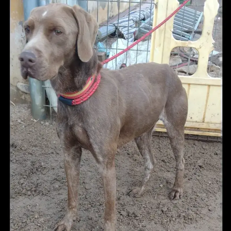 Rudi