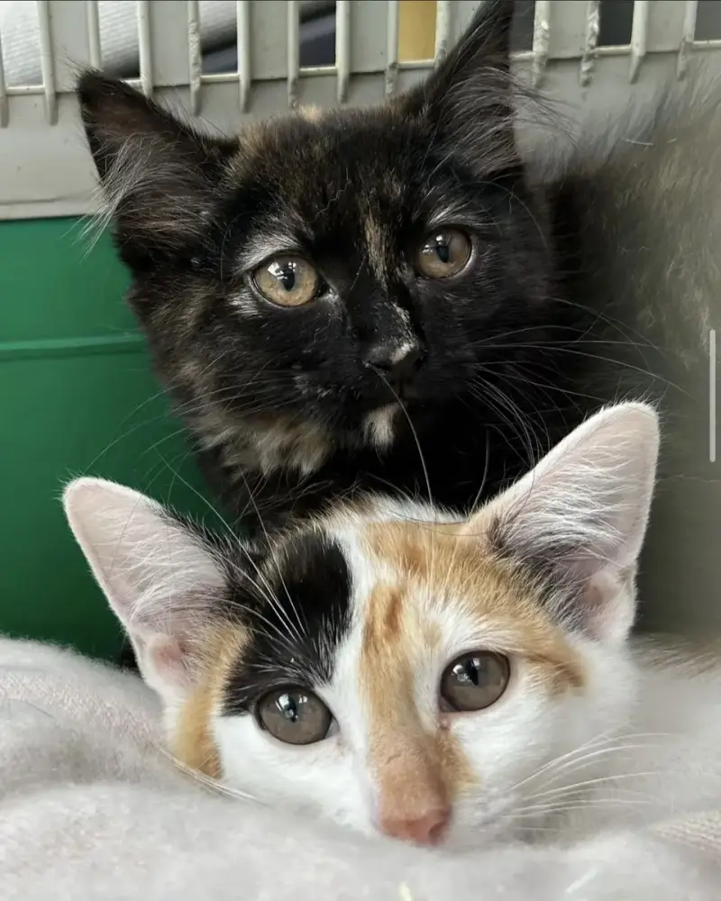 Luci Et Lana