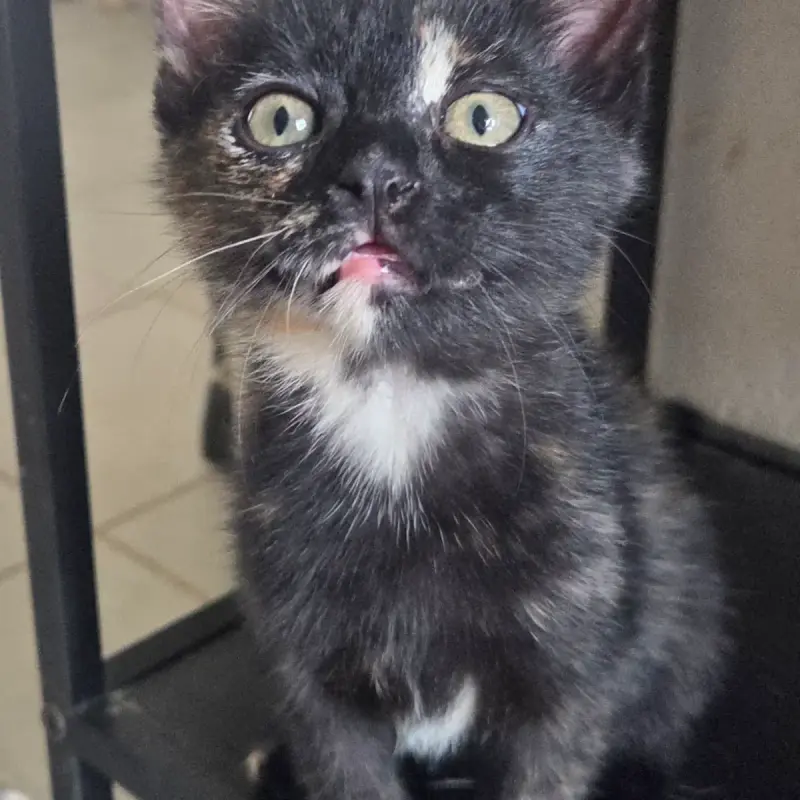 Aïna Et Jump Double Adoption