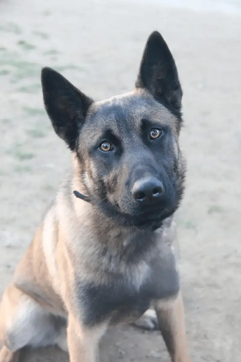 Taro