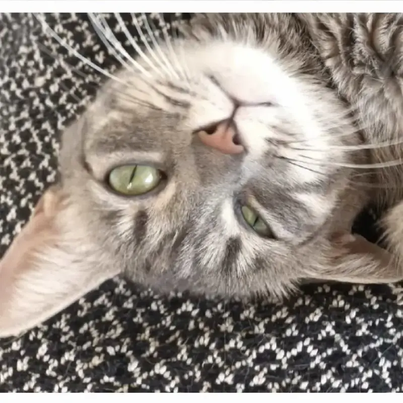Lilly