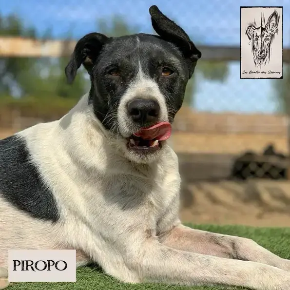 Piropo