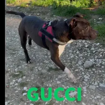 Gucci