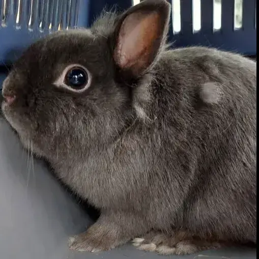 Lapin