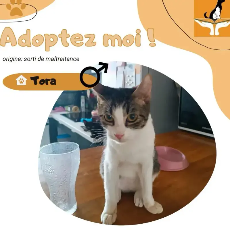 Tora