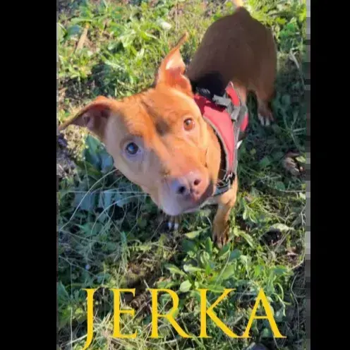 Jerka