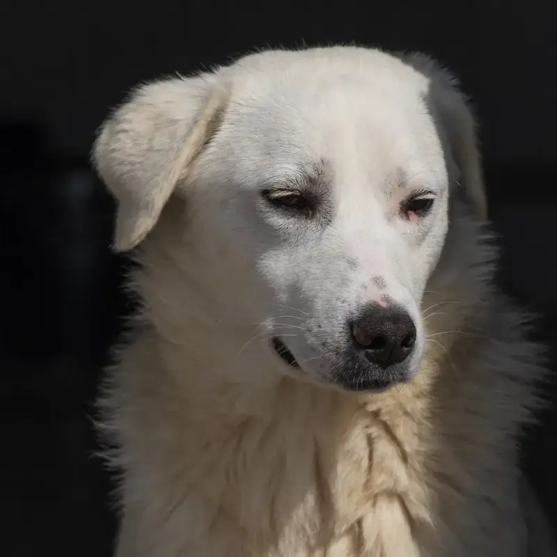 Sierra