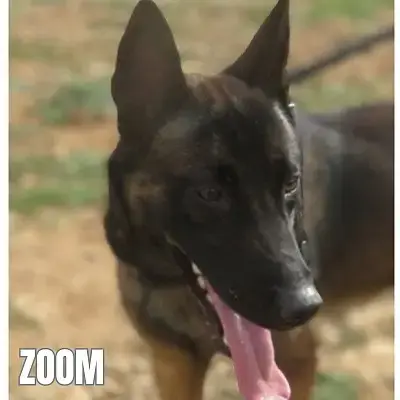 Zoom