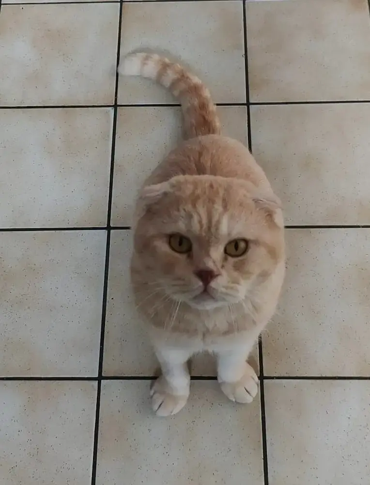 Scotty *Réservé*