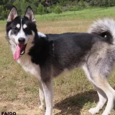 Faigo
