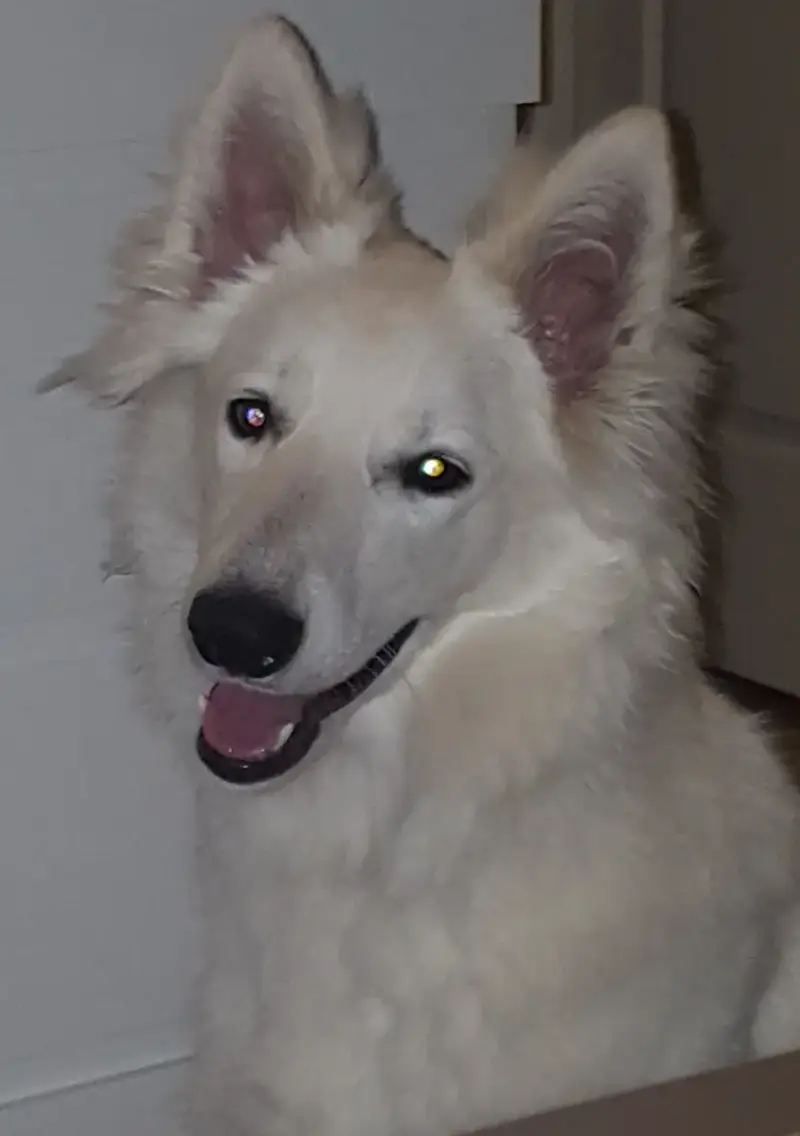 Milka