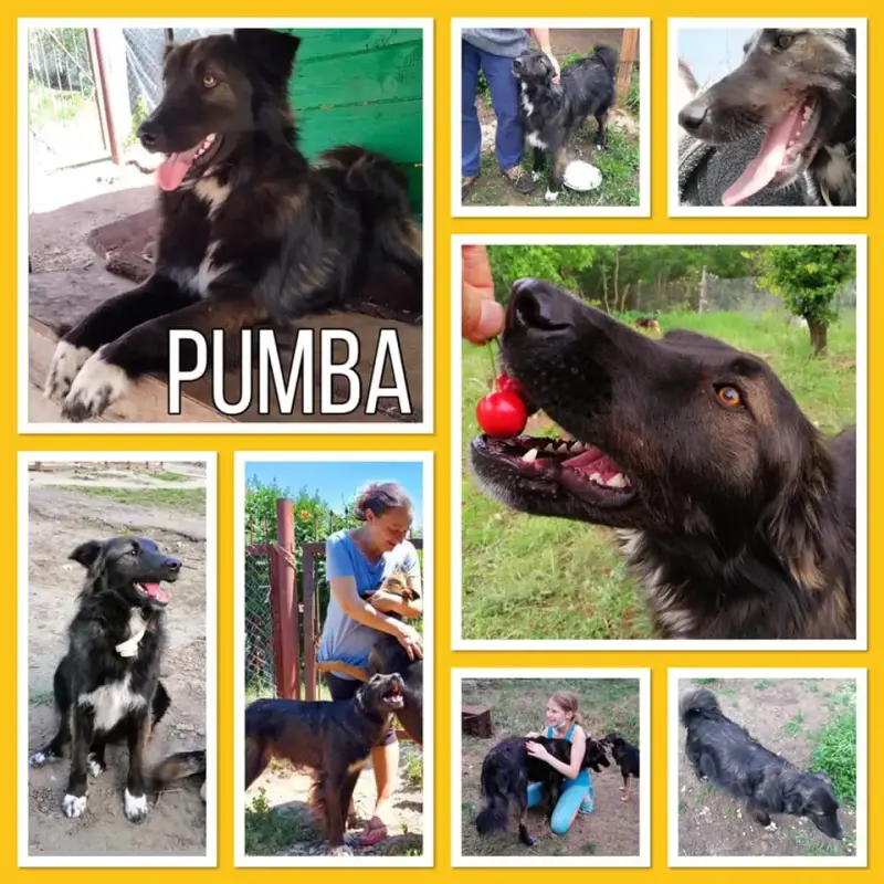 Pumba