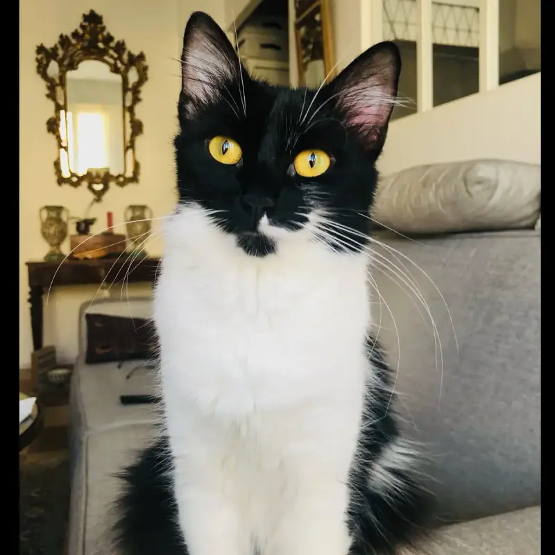 Zoé