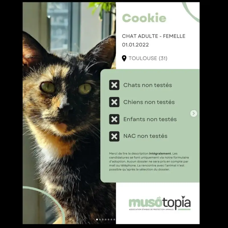 Cookie