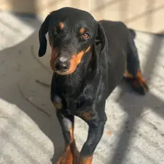 Teo