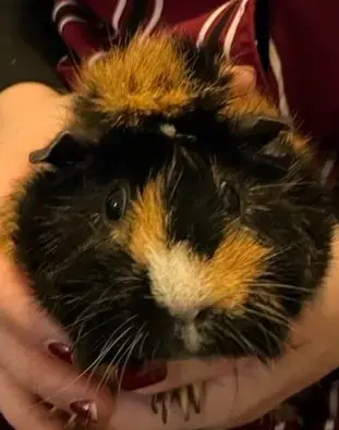 Cookie