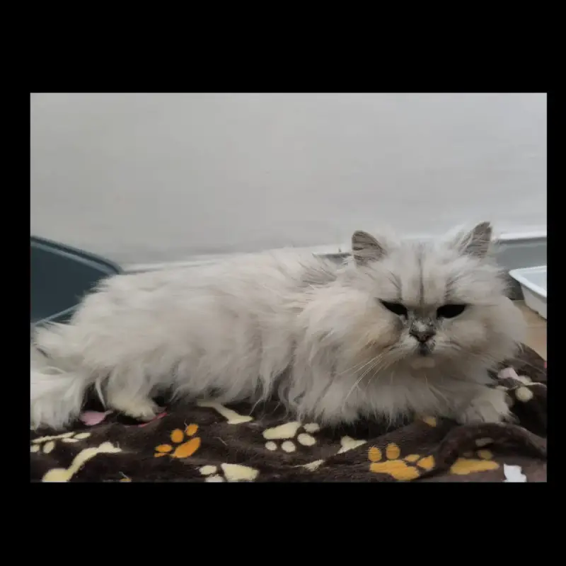 Sweety