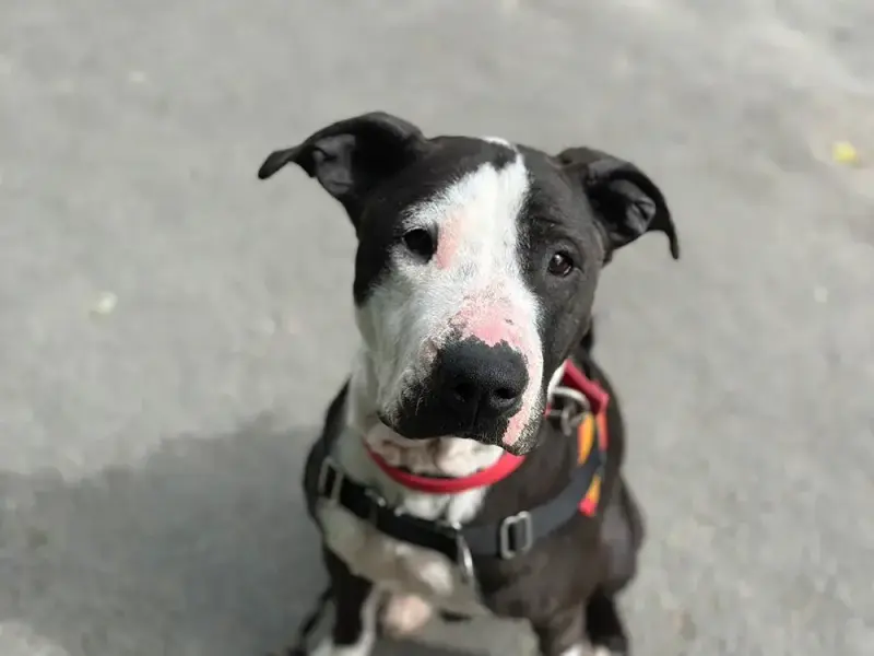 Stella