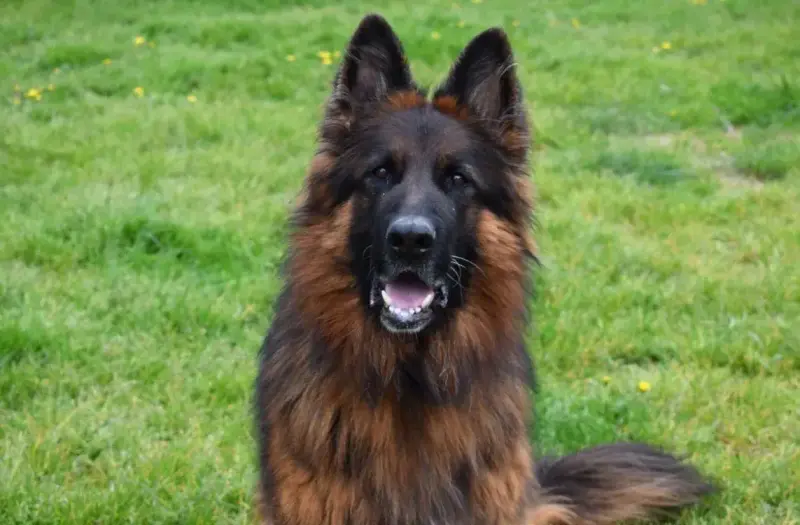 Sam