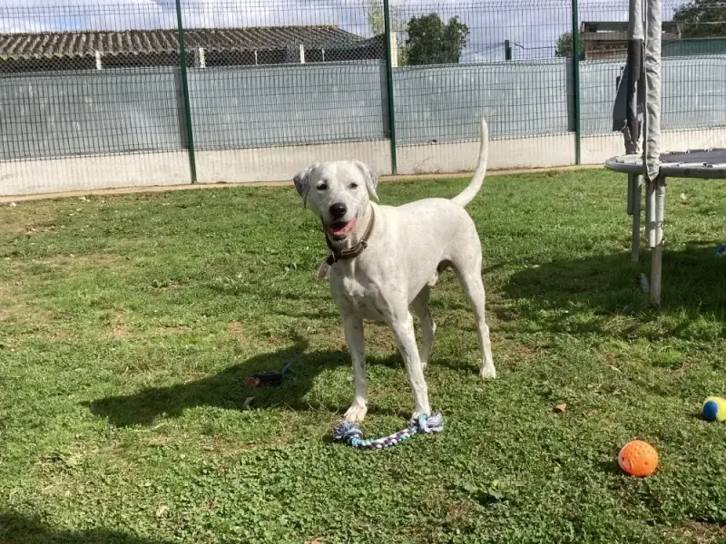 Olaf