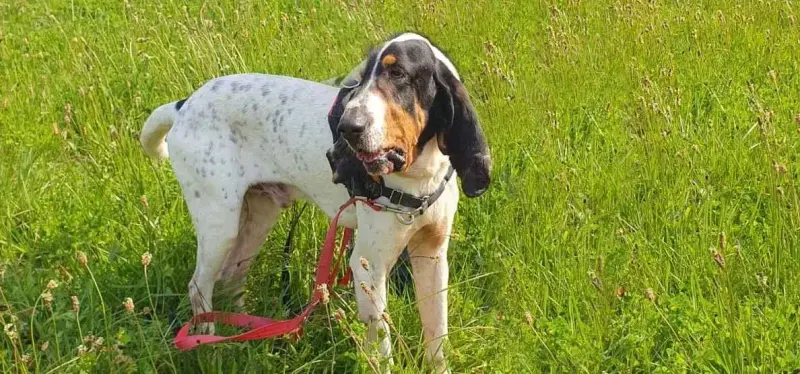 Kiko