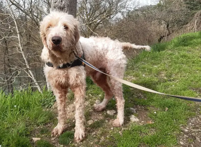 Oscar
